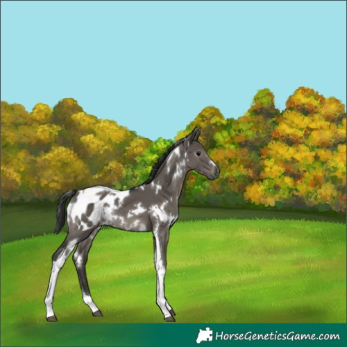 Horse Color:Gray White Spotted Grullo Tobiano Appaloosa Rabicano 