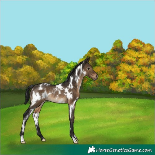 Horse Color:Gray White Spotted Brown Dun Appaloosa Rabicano 