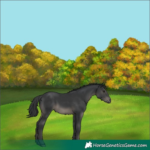 Horse Color:Black  and Black 