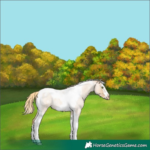 Horse Color:Gold Champagne Roan Dun Splash Tobiano Frame Appaloosa Rabicano 