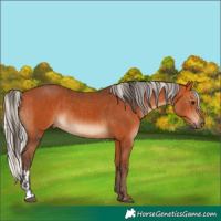 Horse Color:Bay  and Silver Bay 