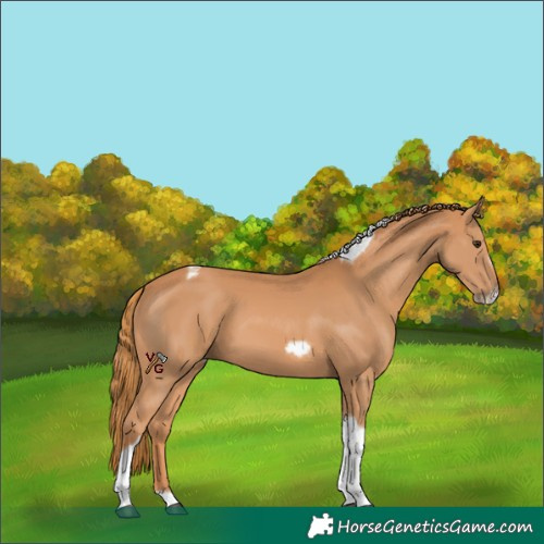 Horse Color:Chestnut Tobiano Frame 