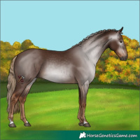 Horse Color:Gray Chestnut