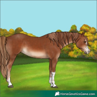 Horse Color:Chestnut and Chestnut