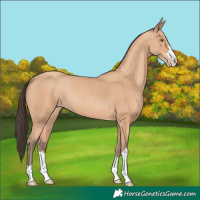 Horse Color:Amber Champagne 