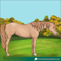 Horse Color:Gold Champagne 