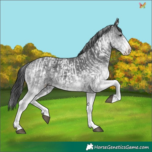Horse Color:White Spotted Black  and White Spotted Black Splash 