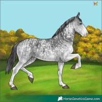 Horse Color:White Spotted Black  and White Spotted Black Splash 