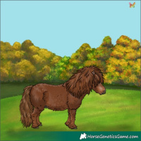 Horse Color:Gray Chestnut 