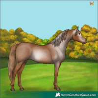 Horse Color:Gray Chestnut 