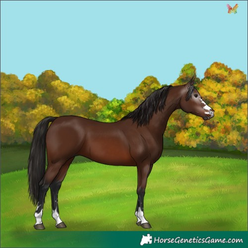 Horse Color:Gray Bay 