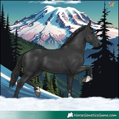 Horse Color:Black 