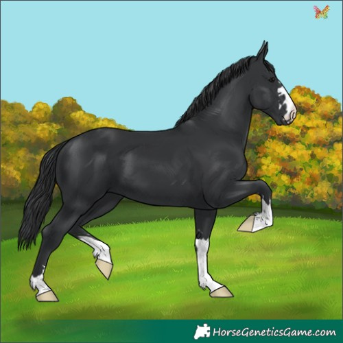 Horse Color:Black