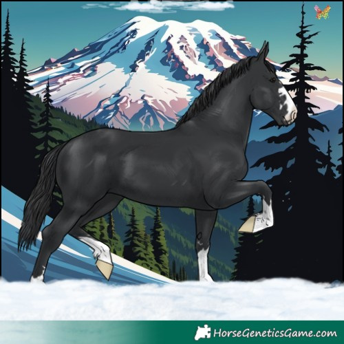 Horse Color:Black 