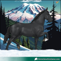 Horse Color:Black 