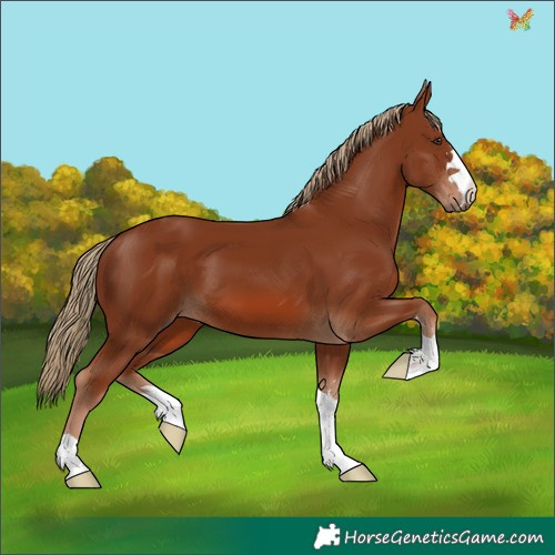 Horse Color:Chestnut 