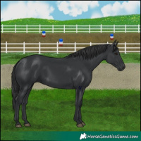 Horse Color:Black 