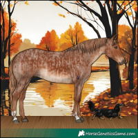 Horse Color:Chestnut  and Red Roan 