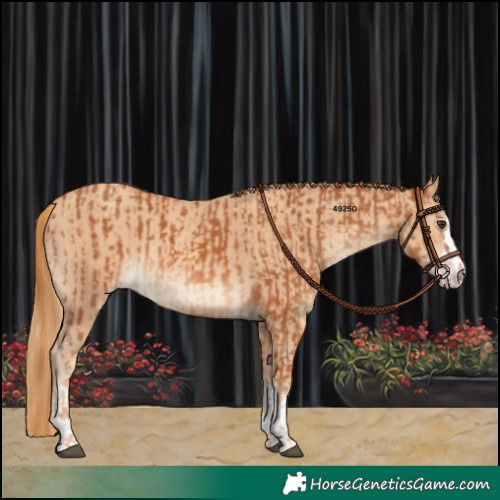 Horse Color:Chestnut and Gold Champagne