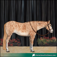 Horse Color:Chestnut and Gold Champagne
