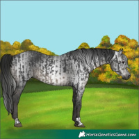 Horse Color:Black  and Gray Black 