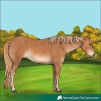 Horse Color:Chestnut and Chestnut Rabicano
