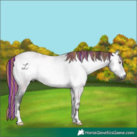 Horse Color:Gray Painted Bay Chinchilla Roan Onyx 