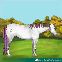 Horse Color:Gray Painted Bay Chinchilla Roan Onyx 