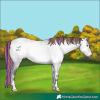 Horse Color:Gray Painted Bay Chinchilla Roan Onyx 