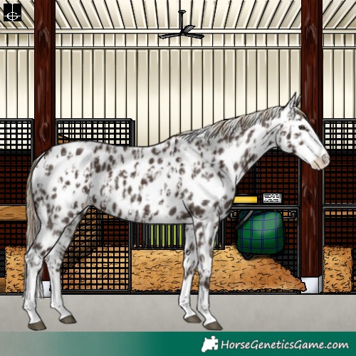 Horse Color:Liver Chestnut Sabino Splash Appaloosa  and Liver Chestnut Sabino Splash Appaloosa 