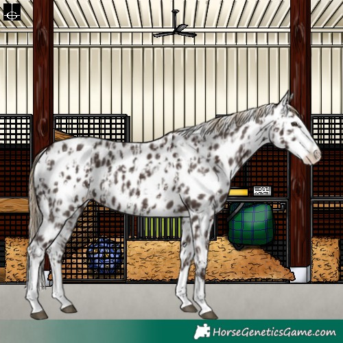 Horse Color:Liver Chestnut Sabino Splash Leopard  and Liver Chestnut Sabino Splash Leopard 
