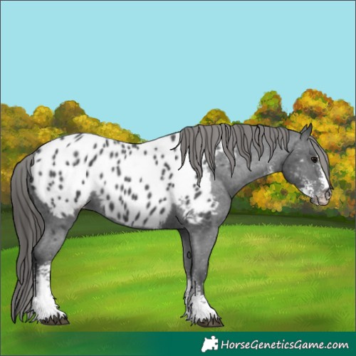 Horse Color:Black Sabino Appaloosa 