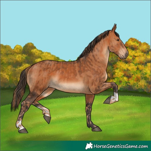 Horse Color:Chestnut and Bay