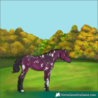 Horse Color:White Spotted Bay