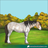 Horse Color:Buckskin Roan Sabino