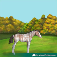 Horse Color:Bay Sabino 