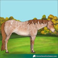 Horse Color:Red Roan  and Red Roan Appaloosa 
