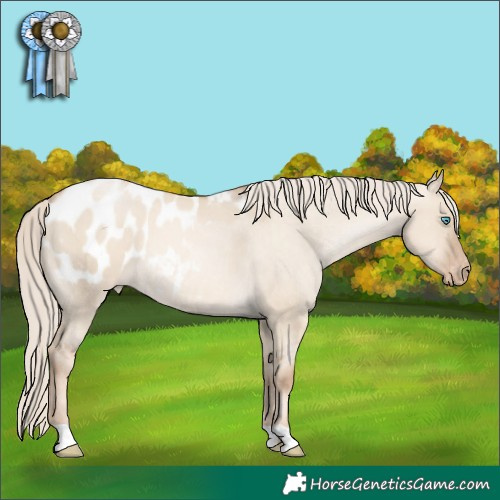 Horse Color:Chocolate Palomino Pearl Dun Appaloosa 