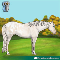 Horse Color:Chocolate Palomino Pearl Dun Appaloosa 
