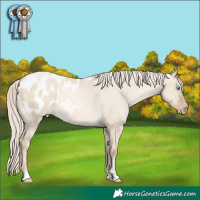 Horse Color:Chocolate Palomino Pearl Dun Appaloosa