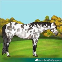 Horse Color:Gray Brown Dun Appaloosa 