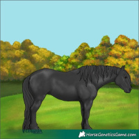 Horse Color:Black 