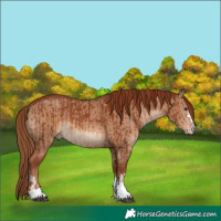 Horse Color:Chestnut  and Red Dun Brindle 