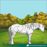 Horse Color:Liver Chestnut Sabino Splash Appaloosa  and Black Sabino Splash Appaloosa 