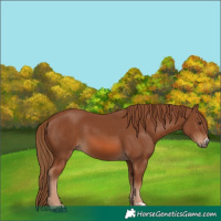 Horse Color:Chestnut 