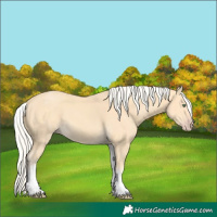 Horse Color:White Spotted Gold Cream Champagne