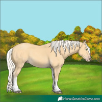 Horse Color:White Spotted Gold Cream Champagne 