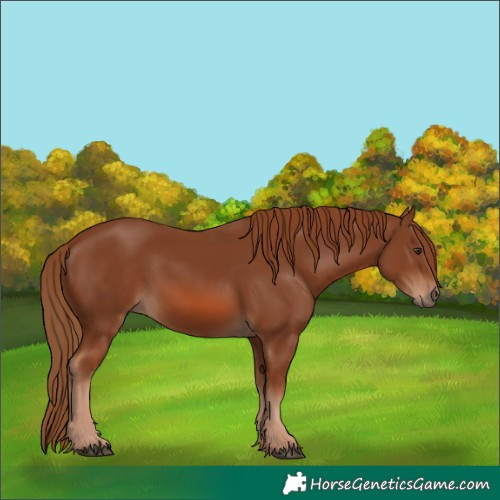 Horse Color:Chestnut 