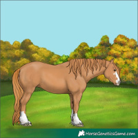 Horse Color:Chestnut 