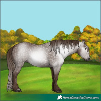 Horse Color:Gray Chestnut 